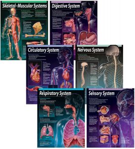 Human Body 6 Poster Pack : Teachers Bazaar